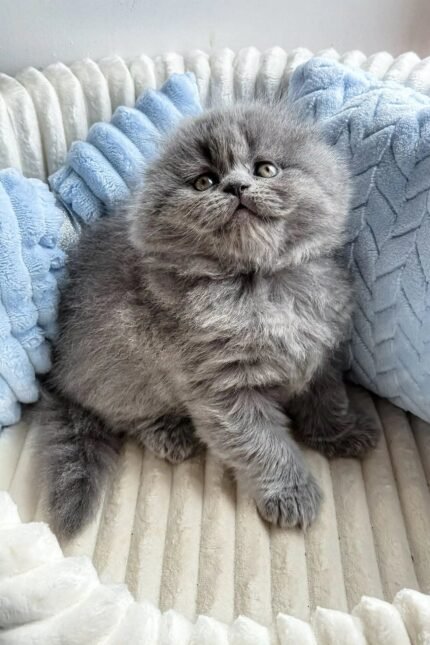 Leo | Scottish Fold Longhair Kitten