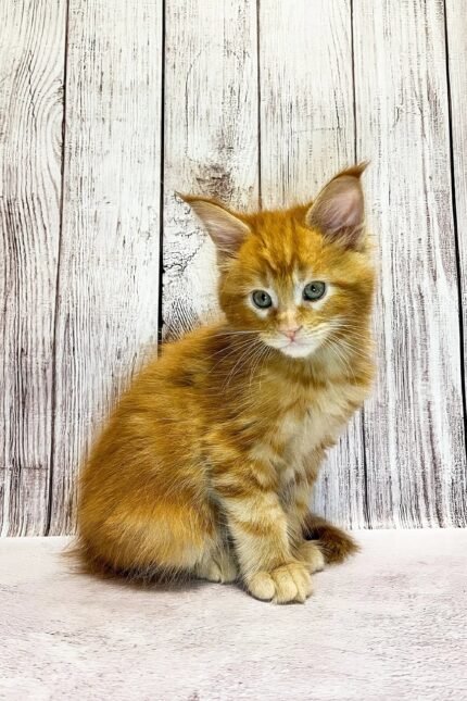 Leonardo | Maine Coon Kitten