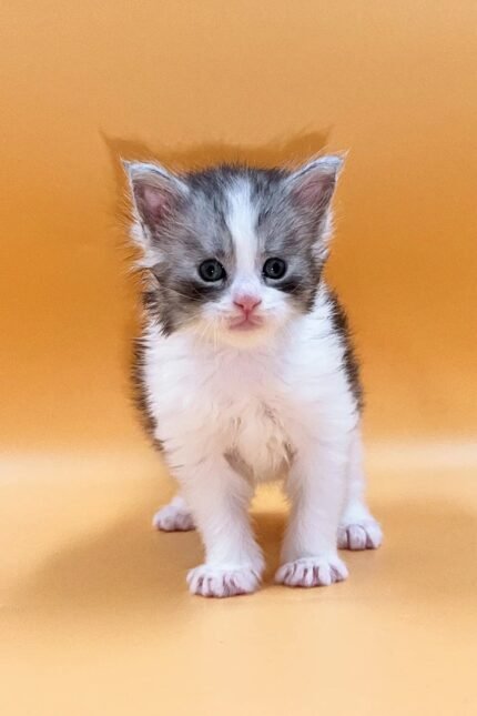 Leron | Maine Coon Kitten