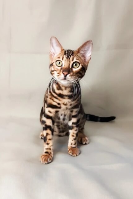 Lexus | Bengal Kitten
