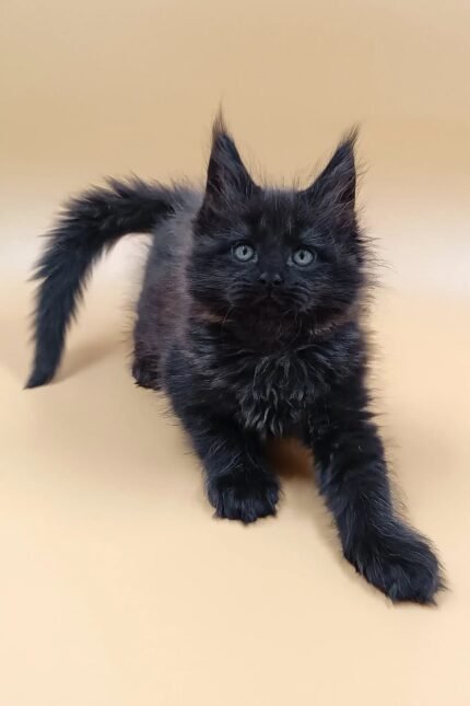 Lexus | Maine Coon Kitten