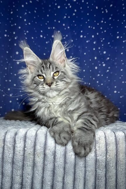 Lexus | Maine Coon Kitten