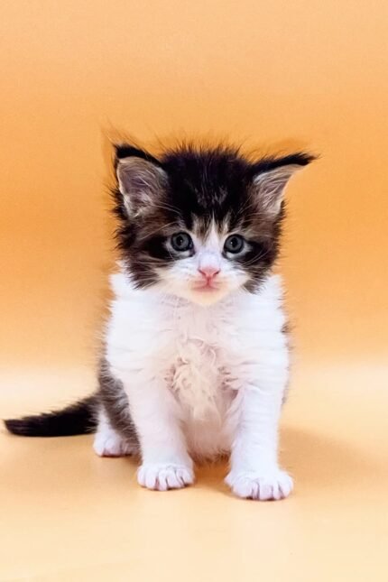 Like | Maine Coon Kitten