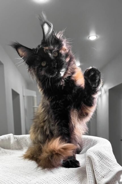 Lillibelle | Maine Coon Kitten