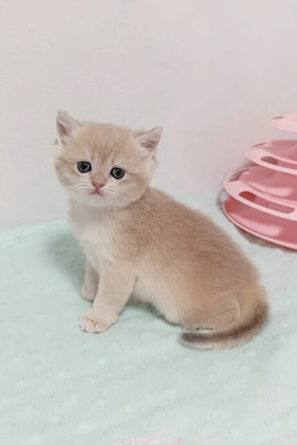 Lilu | British Shorthair Kitten