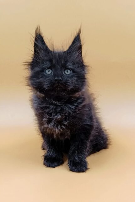 Lincoln | Maine Coon Kitten