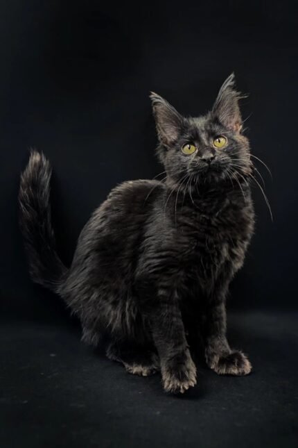 Lincoln | Maine Coon Kitten
