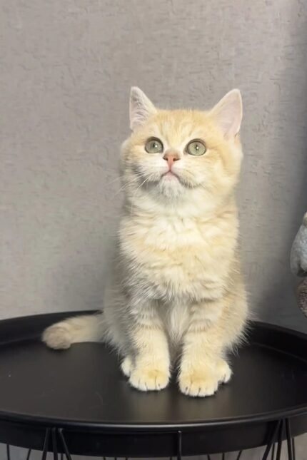 Livara | British Shorthair Kitten