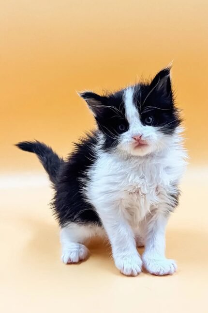 Loki | Maine Coon Kitten