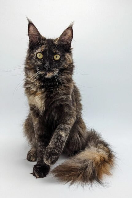 Lola | Maine Coon Kitten