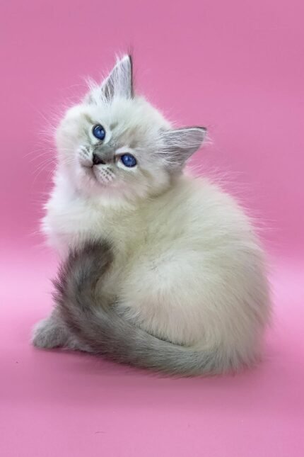 Lola | Siberian Kitten