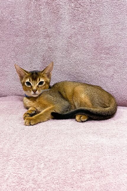 Lora | Abyssinian Kitten
