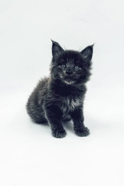 Lord | Maine Coon Kitten