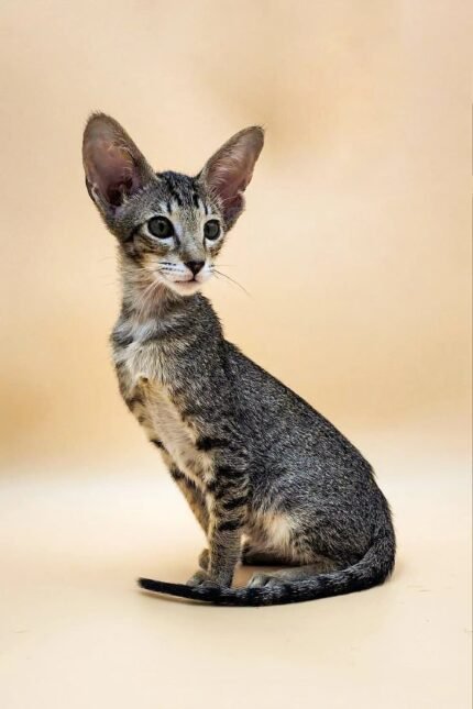 Lorina | Oriental Kitten
