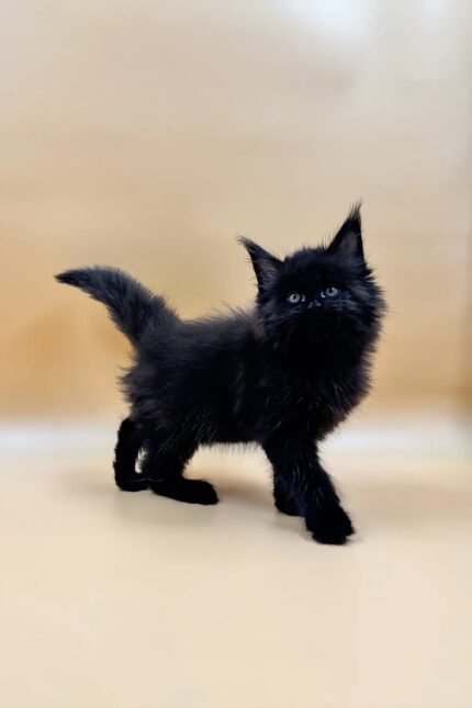 Lorinda | Maine Coon Kitten