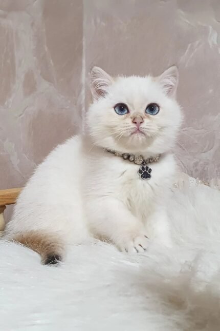 Lucija | British Shorthair Kitten