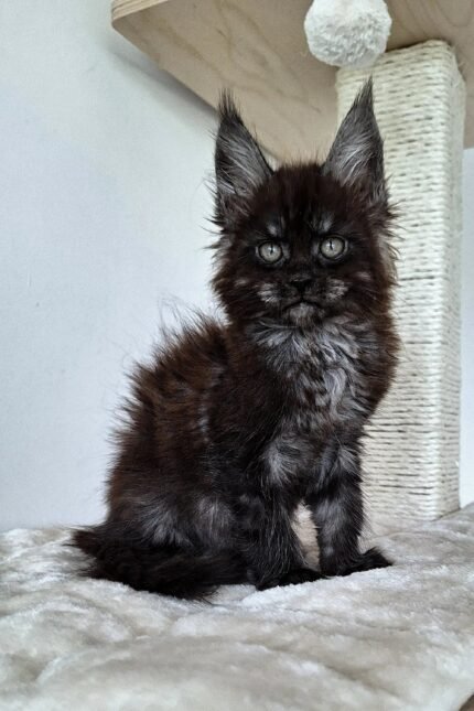 Lucky | Maine Coon Kitten