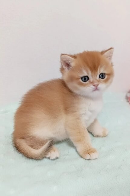 Lukas | British Shorthair Kitten