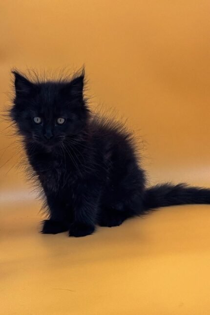 Luky | Maine Coon Kitten