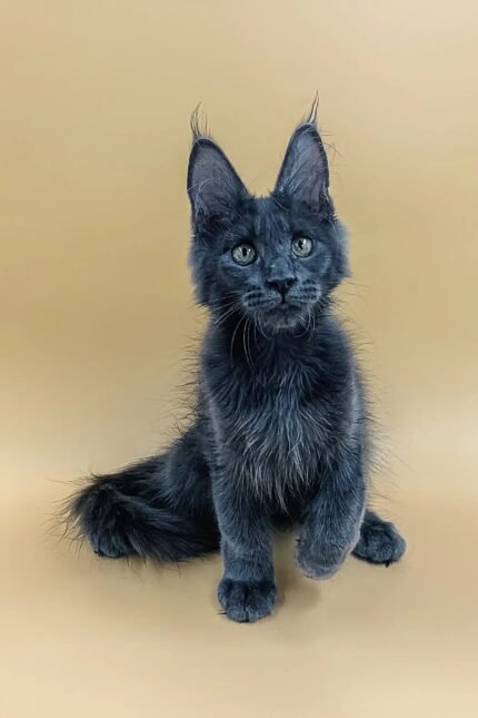 Luna | Maine Coon Kitten