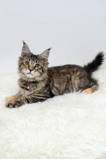 Luna | Maine Coon Kitten