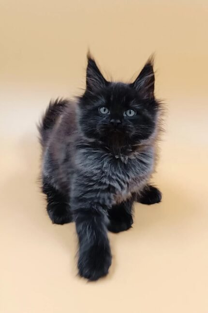 Luxor | Maine Coon Kitten