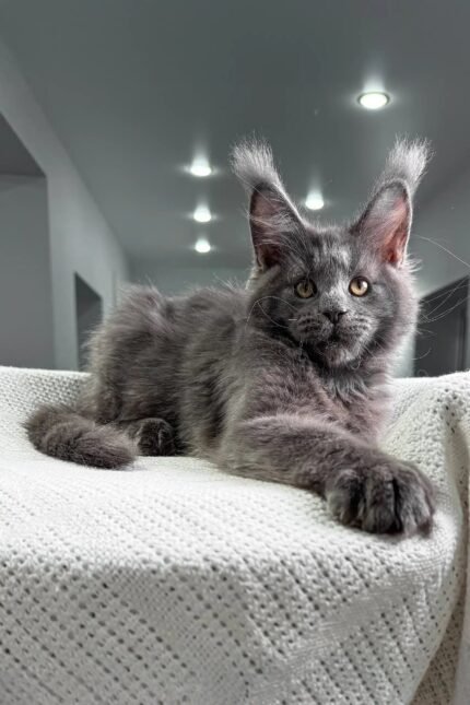 Majestic | Maine Coon Kitten