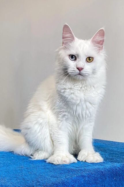 Malva | Polydactyl Maine Coon