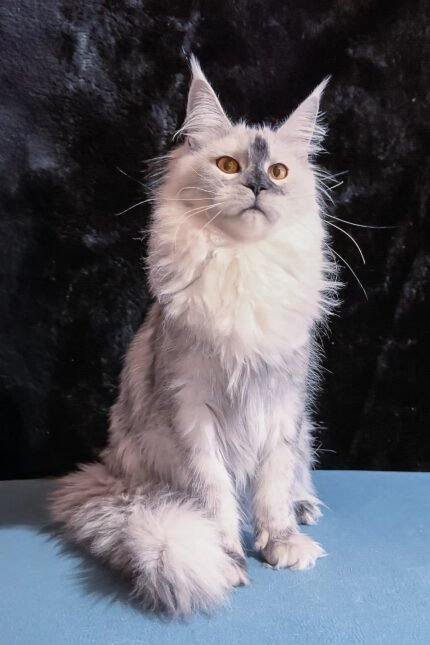 Malvina | Maine Coon Kitten