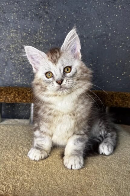 Marina | Maine Coon Kitten