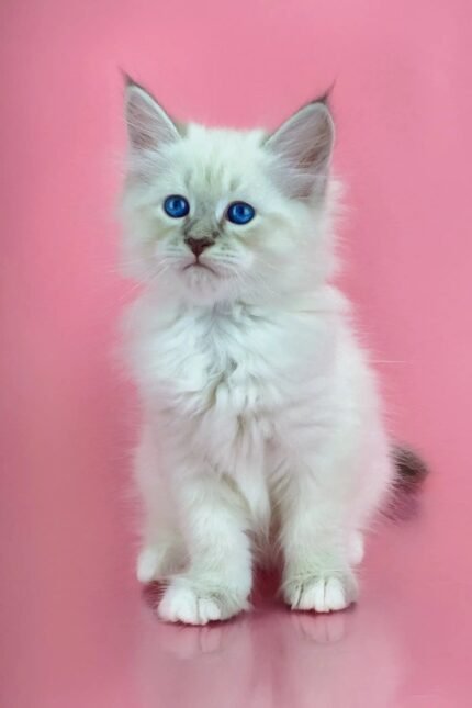 Mario | Siberian Kitten