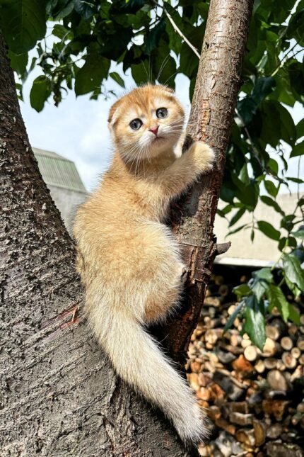 Marlin | Scottish Fold Kitten