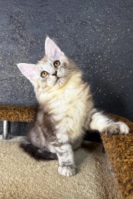 Marmara | Maine Coon Kitten