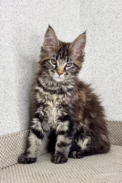 Marry | Maine Coon Kitten