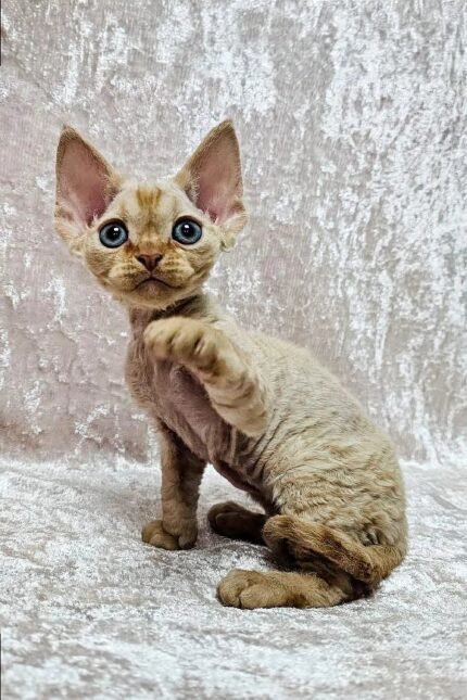 Mars | Devon Rex Kitten