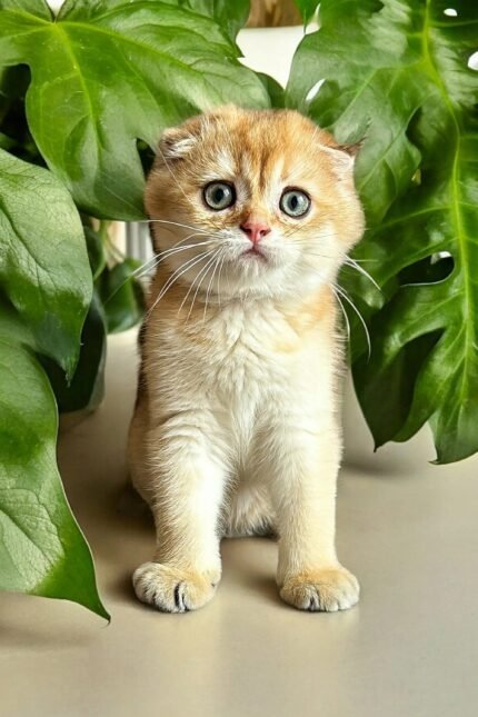 Mars | Scottish Fold Kitten