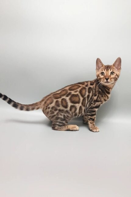 Marseille | Bengal Kitten