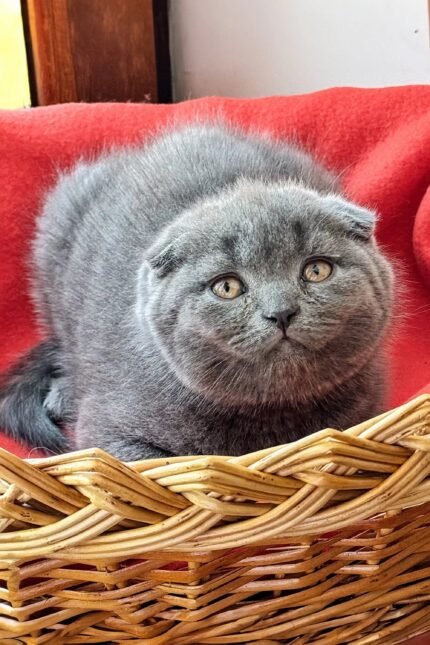 Marseille | Scottish Fold Kitten