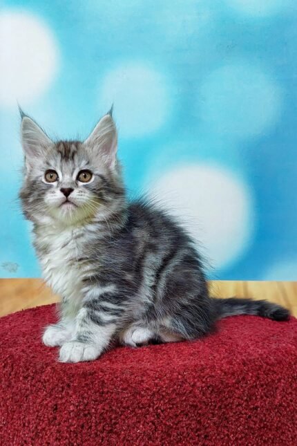 Marselitta | Maine Coon Kitten
