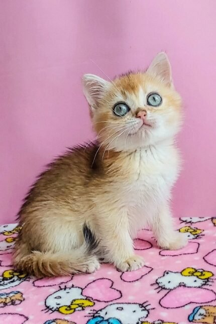 Marsik | British Shorthair Kitten