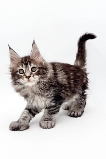 Marsy | Polydactyl Maine Coon Kitten
