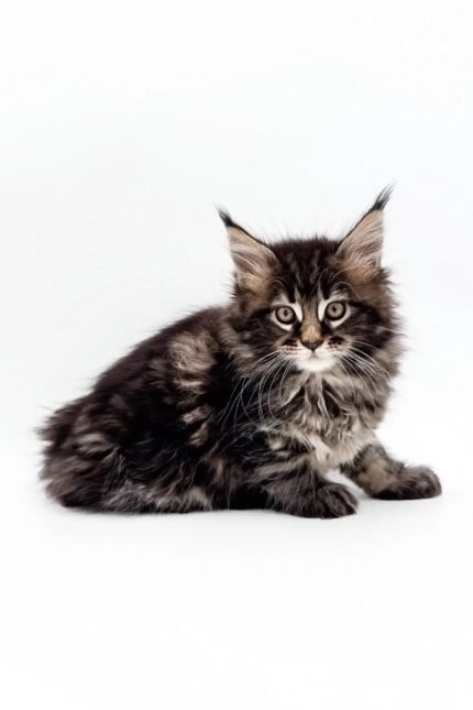 Marta | Maine Coon Kitten