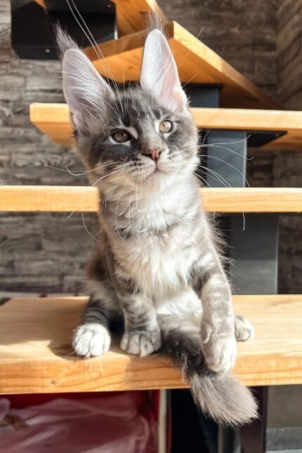 Marti | Maine Coon Kitten