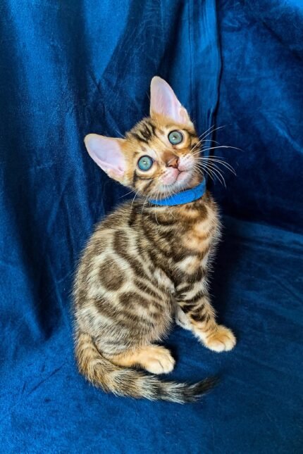 Martin | Bengal Kitten