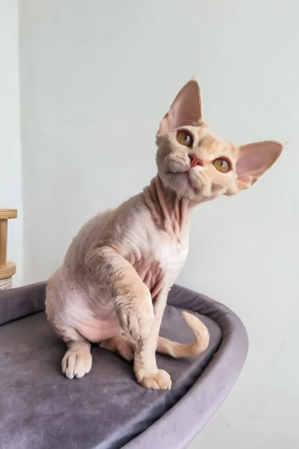 Martin | Devon Rex Kitten