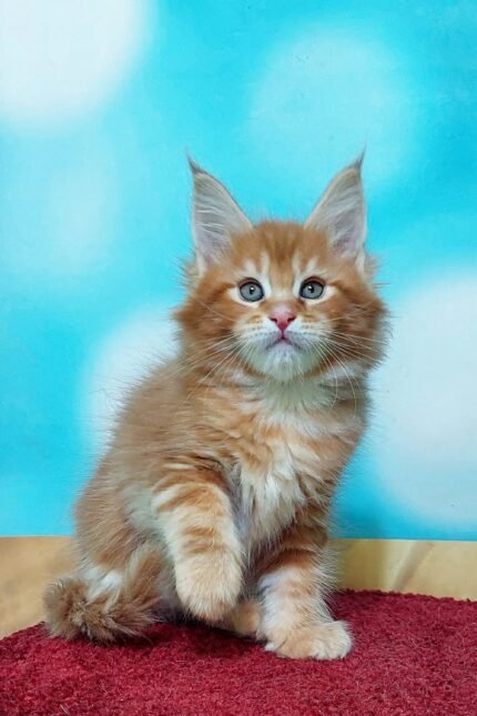Marvel | Maine Coon Kitten