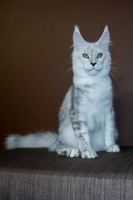 Max | Maine Coon Kitten
