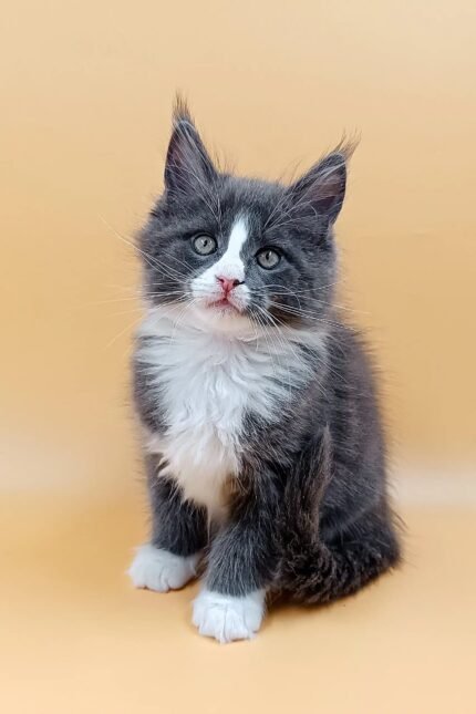 May | Maine Coon Kitten