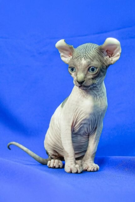 Melinda | Elf Sphynx Kitten