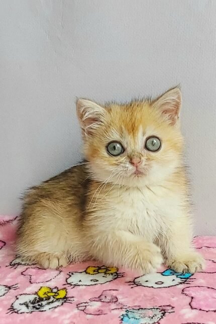 Melusa | British Shorthair Kitten